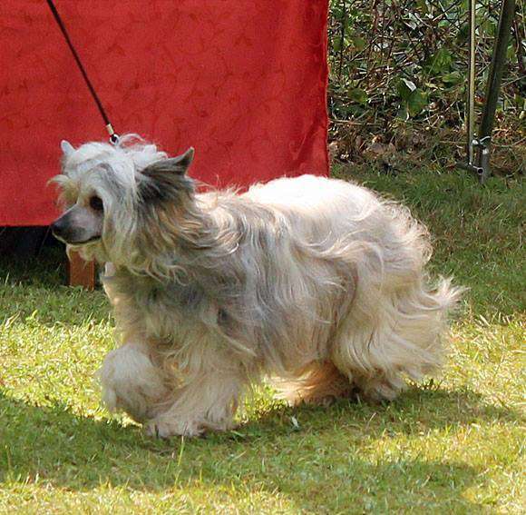 Be My Dog's Gettin Groovy