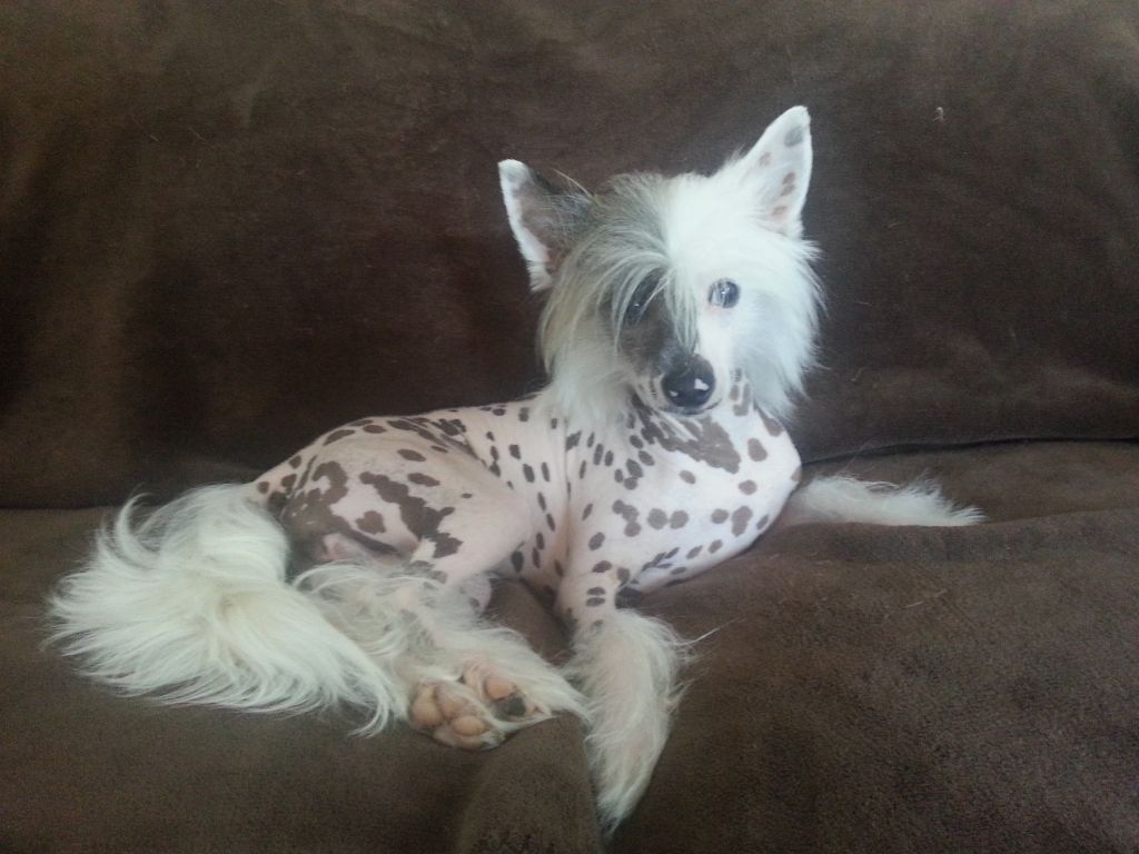 Gringo Loco The One To Watch