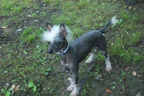 Mighty Micky Mouse Tackett