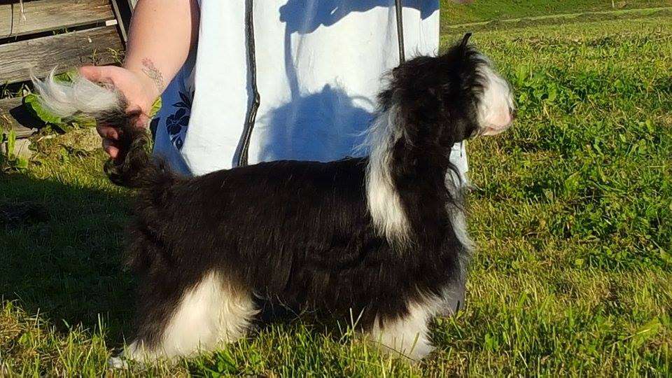 Favourite Joy Captain Future