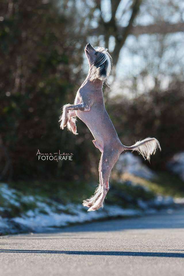 Favourite Joy Cronus Titan