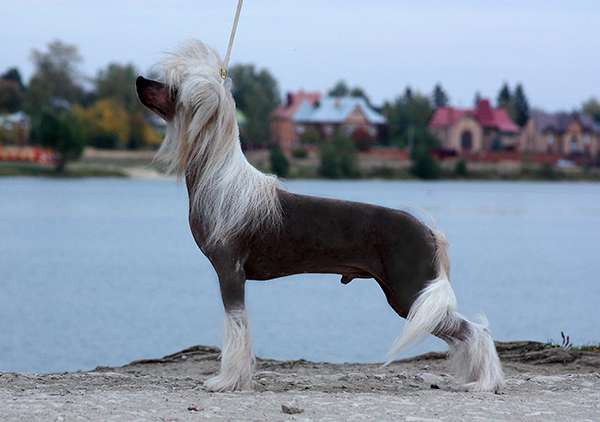 Sasquehanna (FCI) Palatino