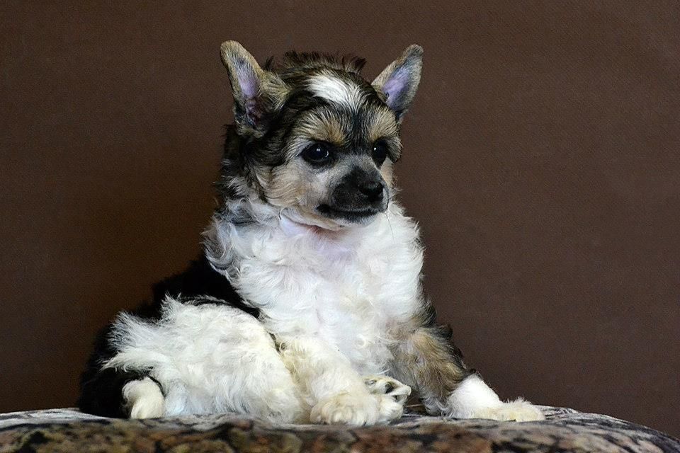 Zlato Dinastii Yudzhin