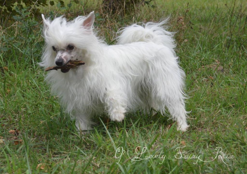 Gazelle De La Combe Berail