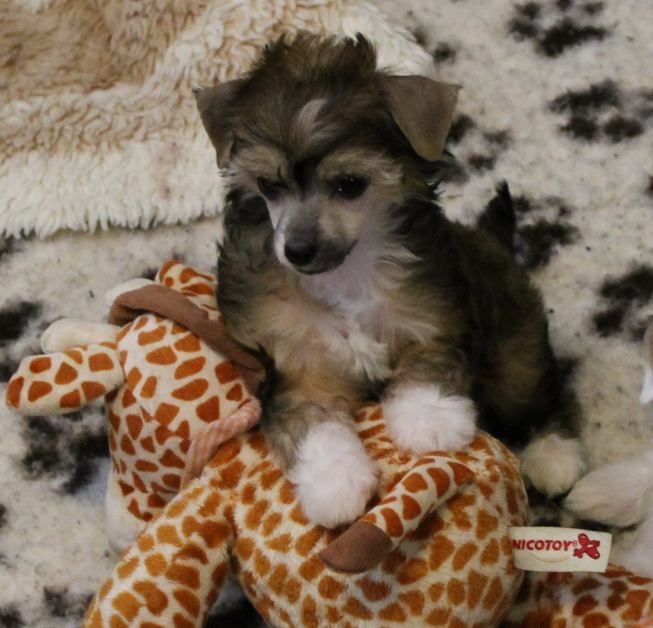 Maya Top Model De Rama