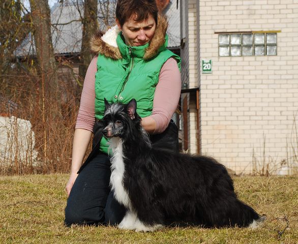 Golden Diamond Cresteds Kabrera