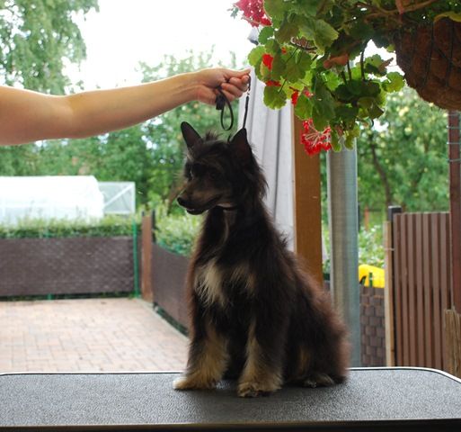 Golden Diamond Cresteds Kingsbury