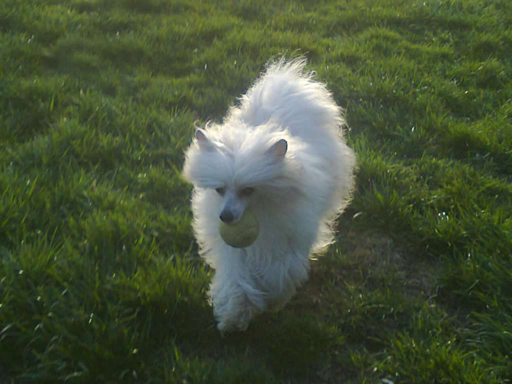 Ismena Exotic World FCI