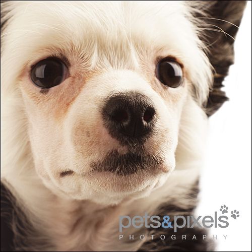 Midajh,s Dream A Strawberry Muffin