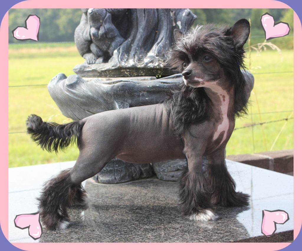 Midajh,s Dream A Bleuberry Cupcake