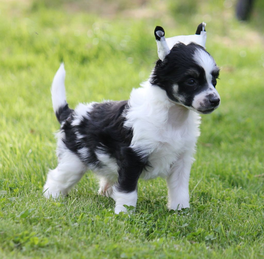 Blendverk's Dakota Cowgirl