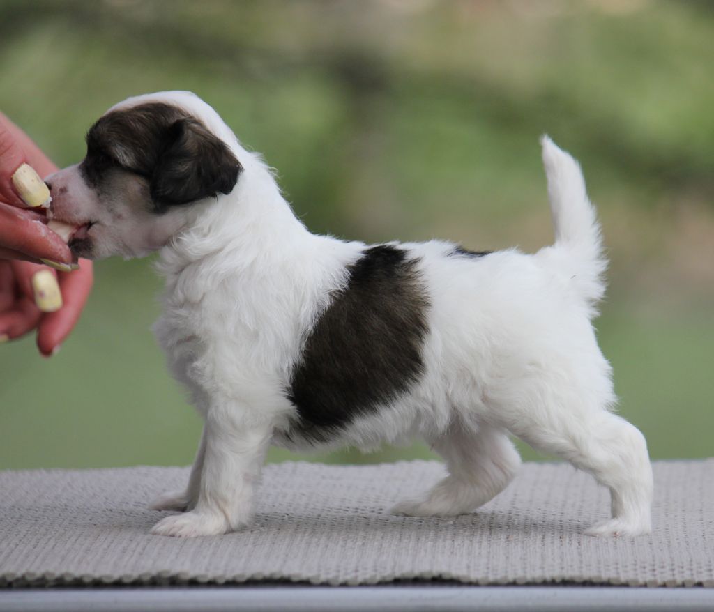 Blendverk's Divalicious Rose