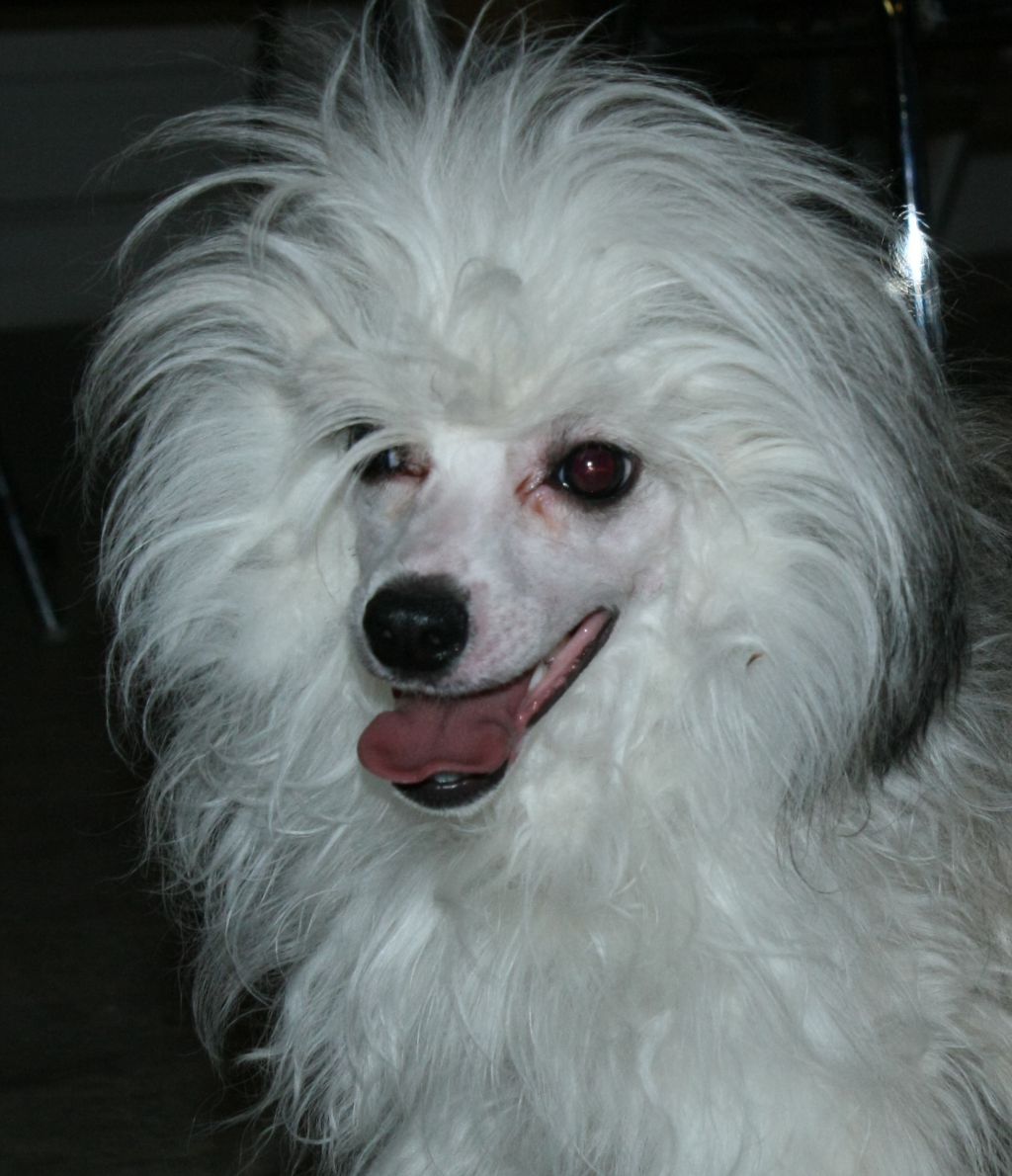 Artic Flyer's Fashion Fortune