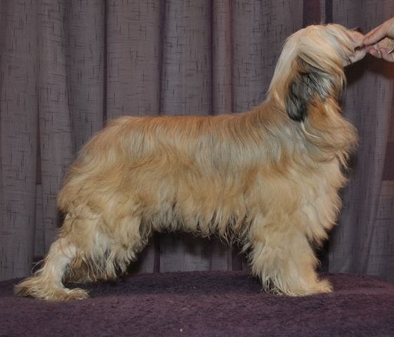 Artic Flyer's Fashion Fabulous