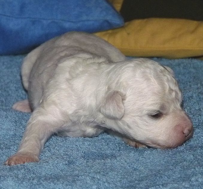 Angel O' Check Esenia.