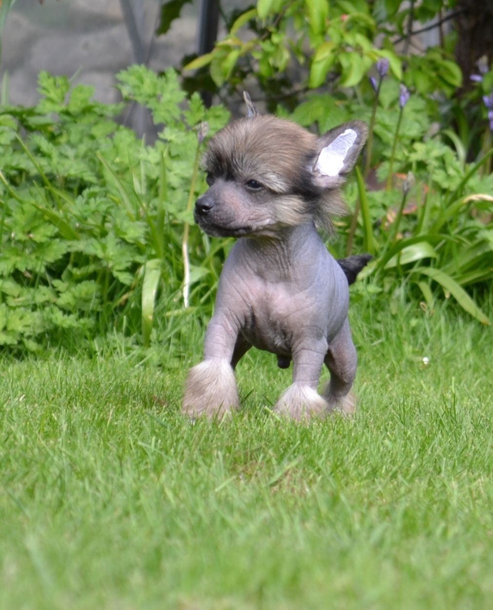 Dragonland Gangnam Style