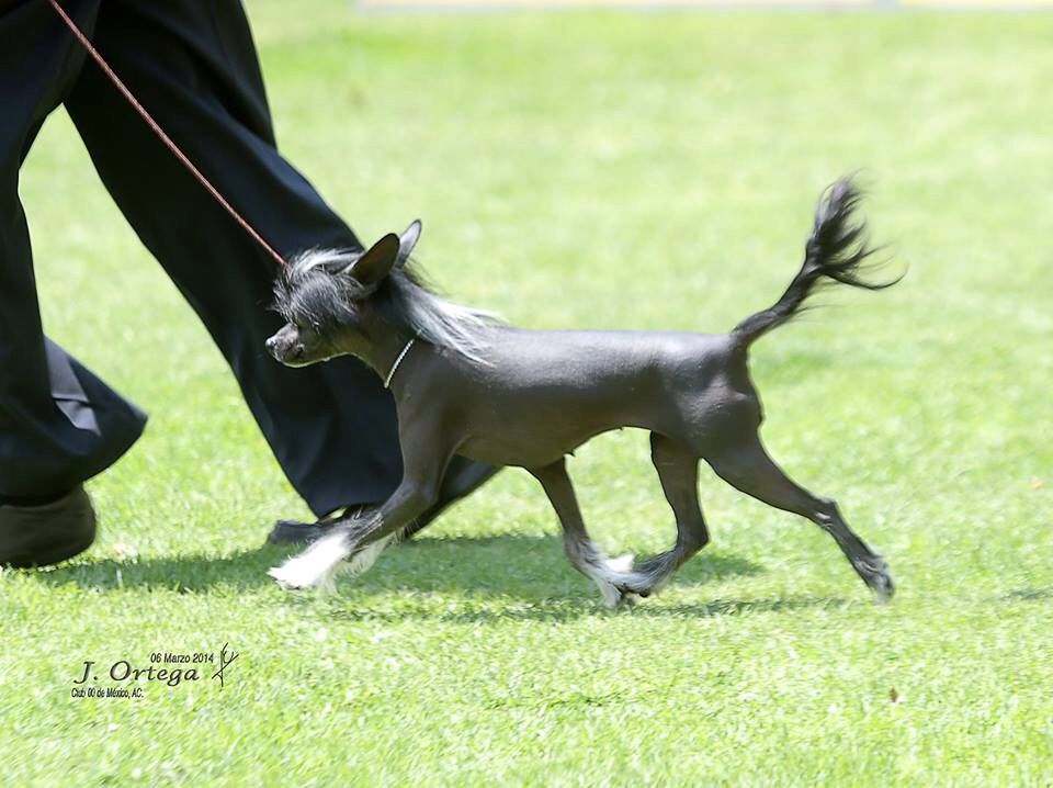 Altacrest's Wish I May Wish I Might