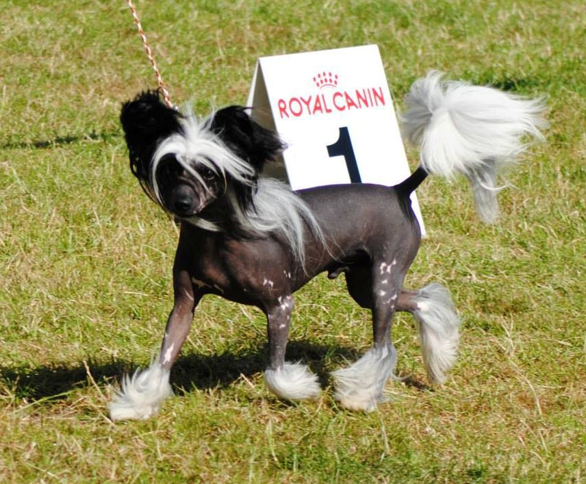 Could Be My Prince of Roxy's Pride