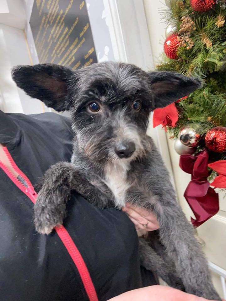 Could Be An Angel of Roxy's Pride in Scherzando