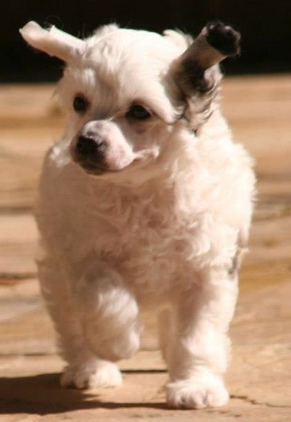 Kojikii River of Dreams