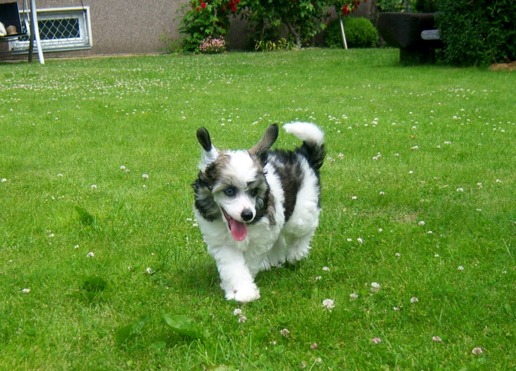 Citrinpipiris Hermanubis