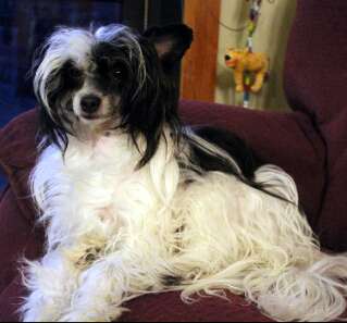 Entourage Wynona Wagtail