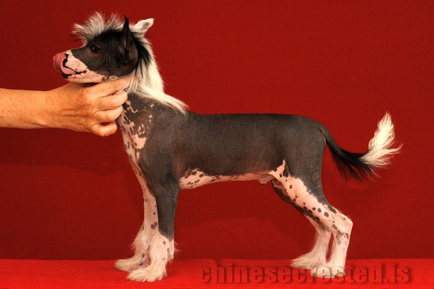 Practical Hero Killing Me Softly