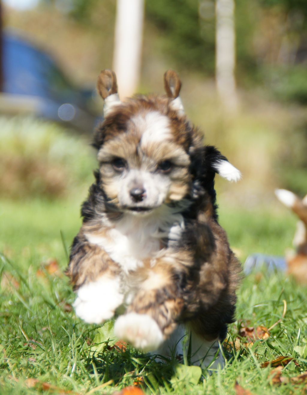 WinTales Flying high Amelia