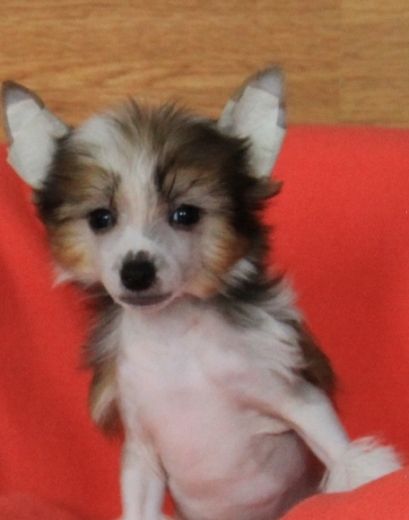 Zheneva-Debjut Oniks