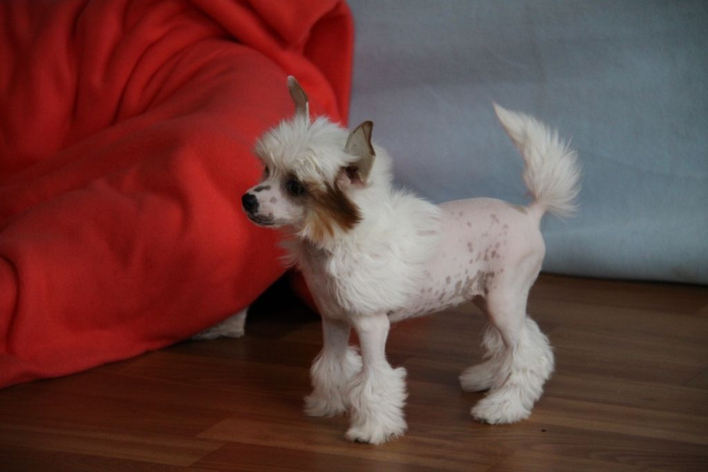 Zheneva-Debjut Obsession