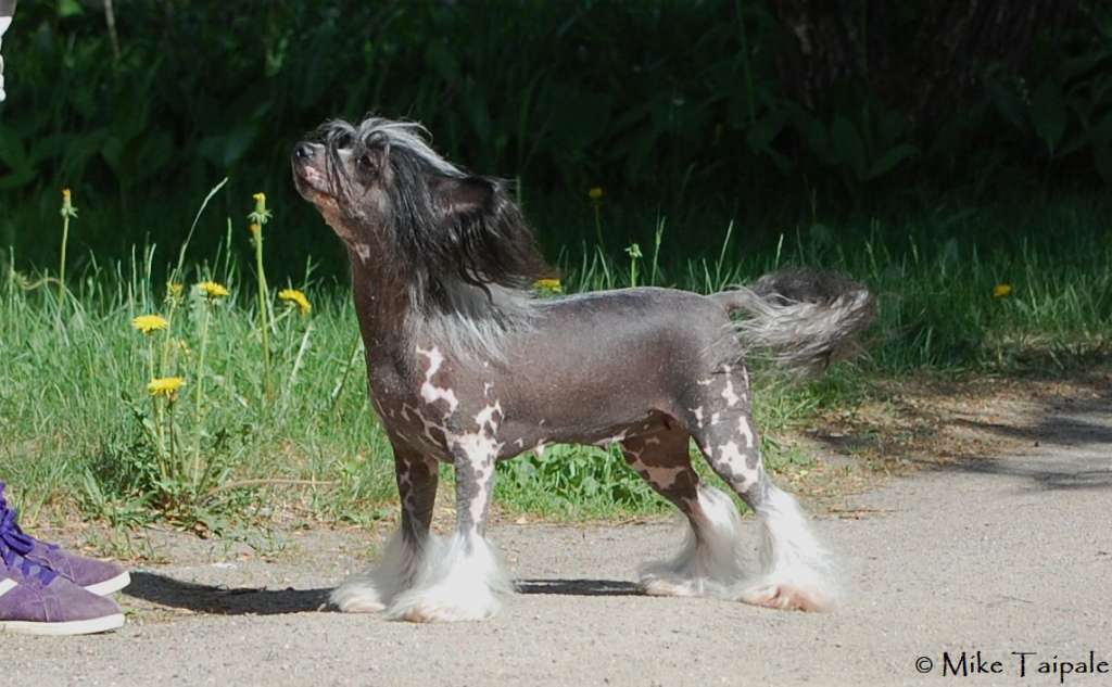 Maybell's Queen ShowMust Go On