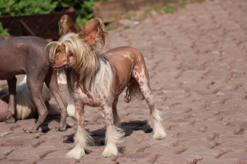 Glamour Glossy Shine