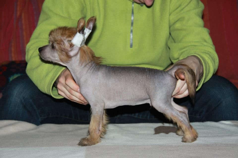 Idrys Of Sabichbyllbi of Course