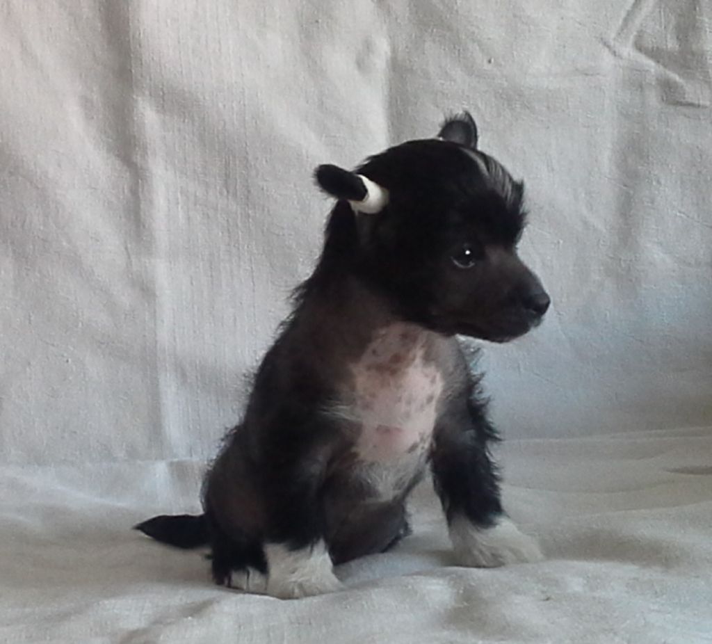 Moonlight Dogs Kichiro