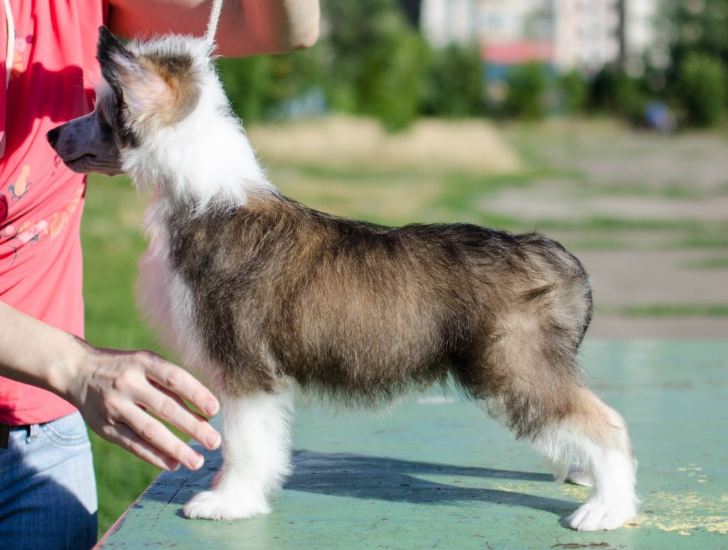 Anna Sky Kennel Tokay King