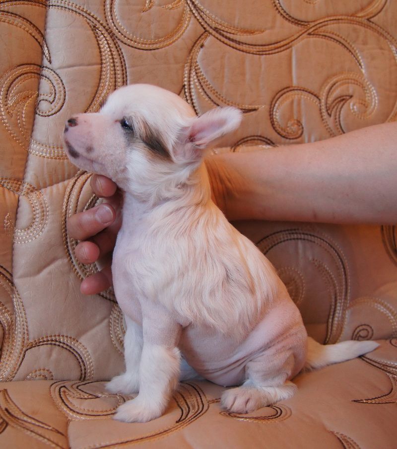 Barret Brouning Alise