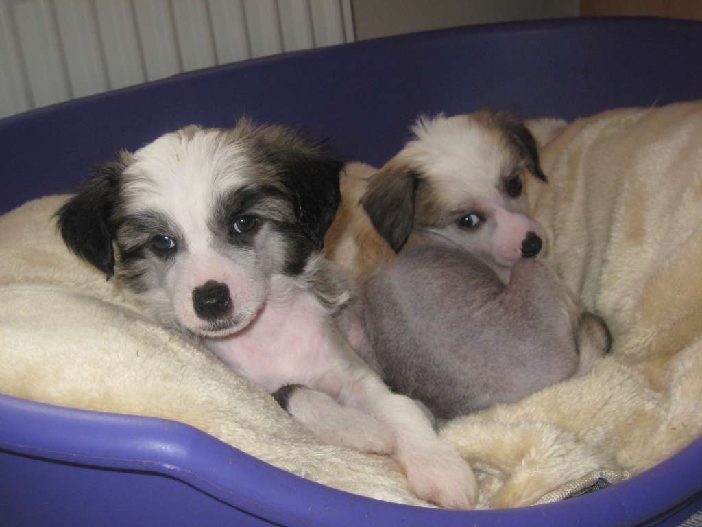 Salmoncrest Graffiti