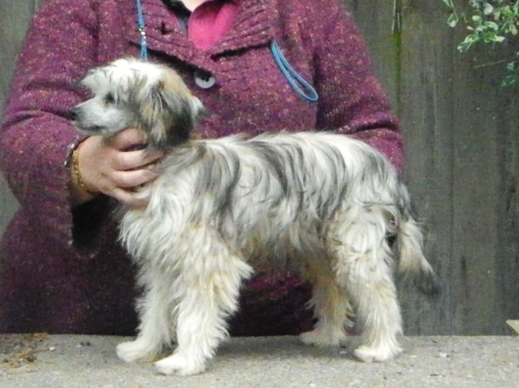 Salmoncrest In The Press (Now Spayed)