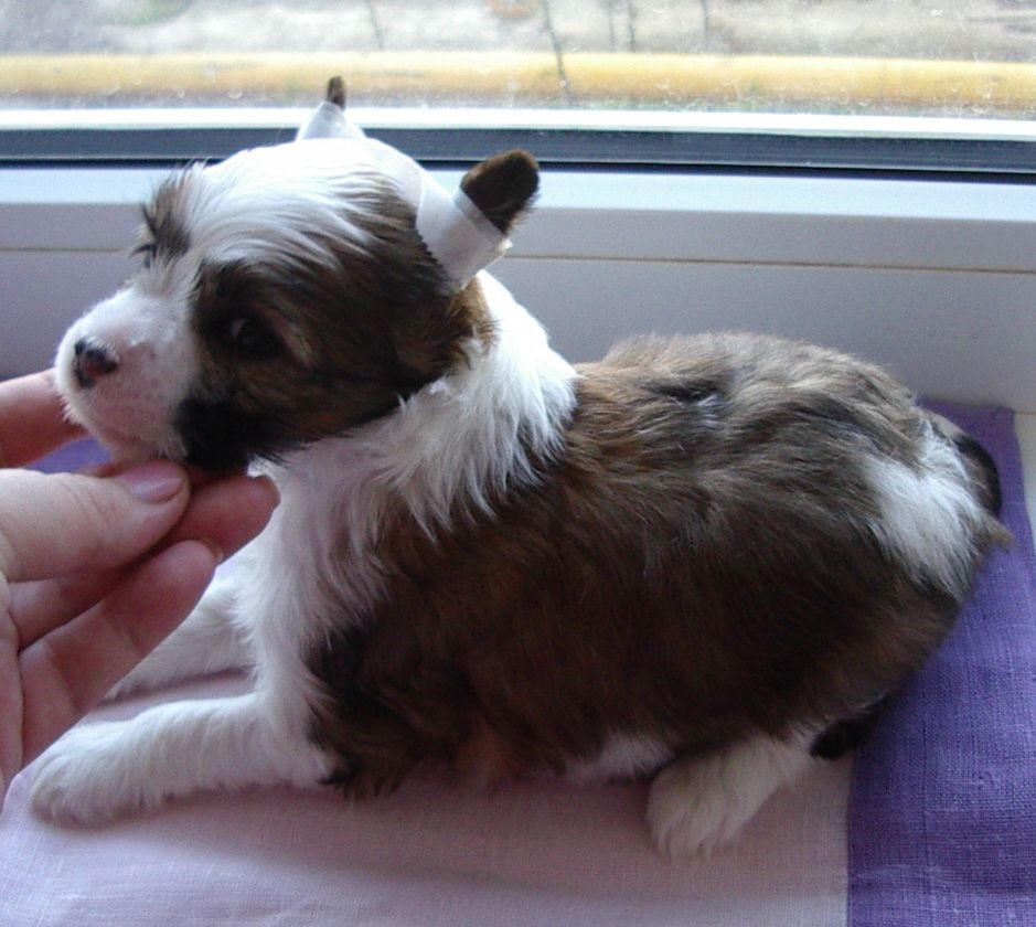 Pamella Malaila Mali