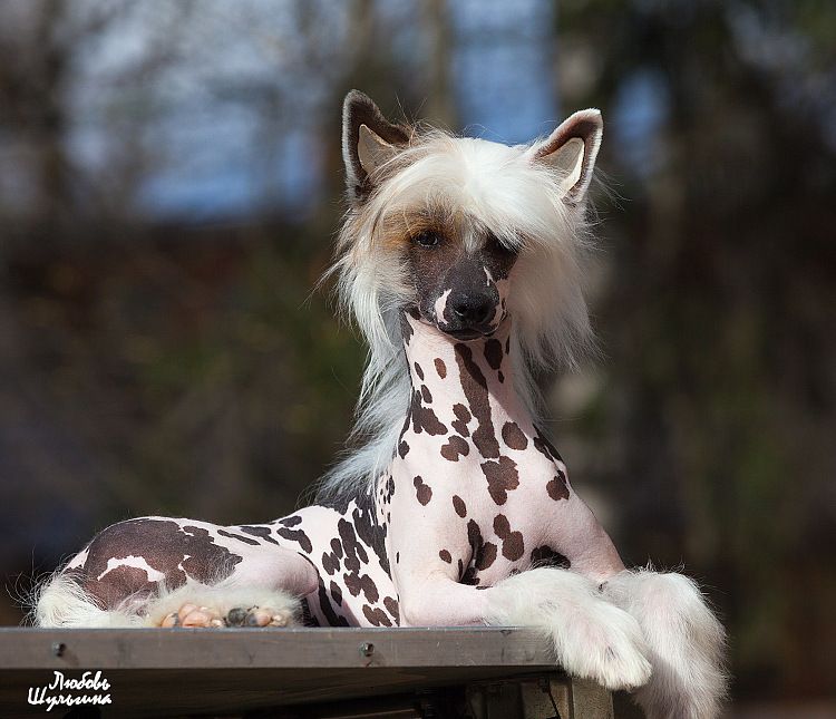 My Vanity Fair Guest Peas