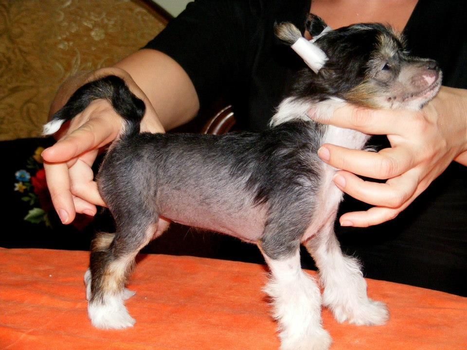 PETRA Z Lowickiego Ksiestwa