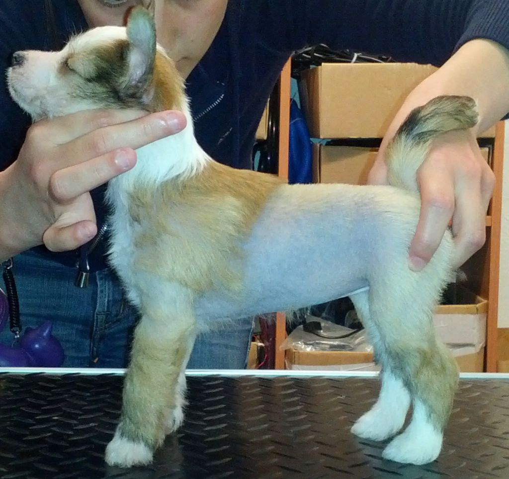 The 7 Stars Julia Della Misericordiosa Stella dell