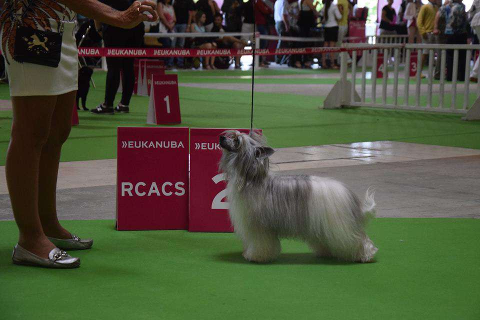 CH Izzy Pop du Pavé de Varennes