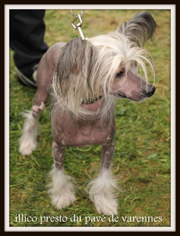 illico presto du pavé de varennes