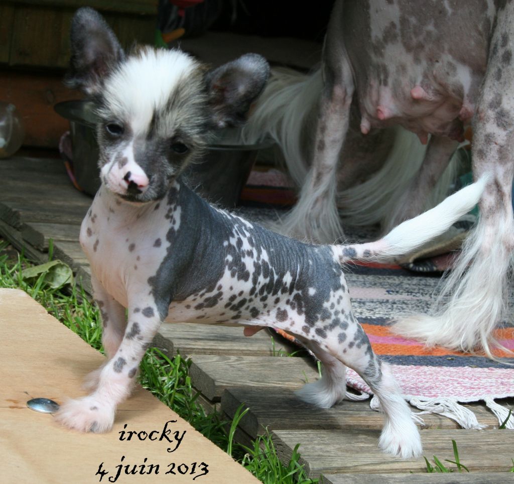 irocky du pavé de varennes