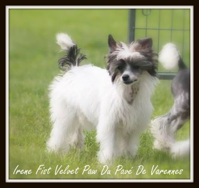 Irène Fist Velvet paw du pavé de varennes