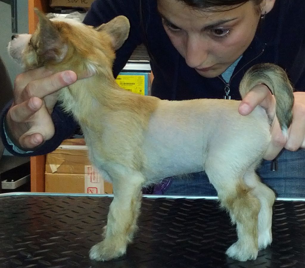 The 7 Stars Ken Shiro della Sacra Scuola Di Hokuto