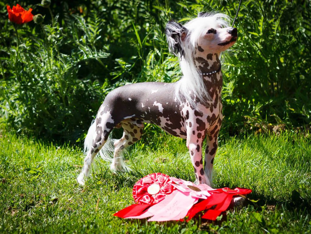 Curlycrest's Last Chance Before Storm