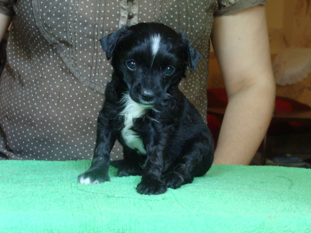 SEETON Sidabrine Tuopa