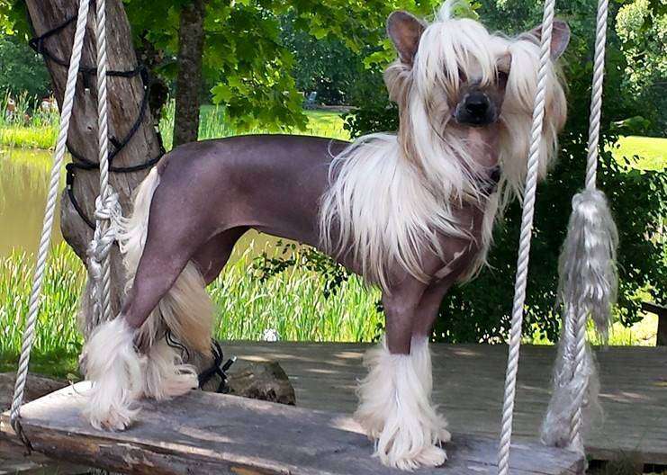 SCARLETT Sidabrine Tuopa